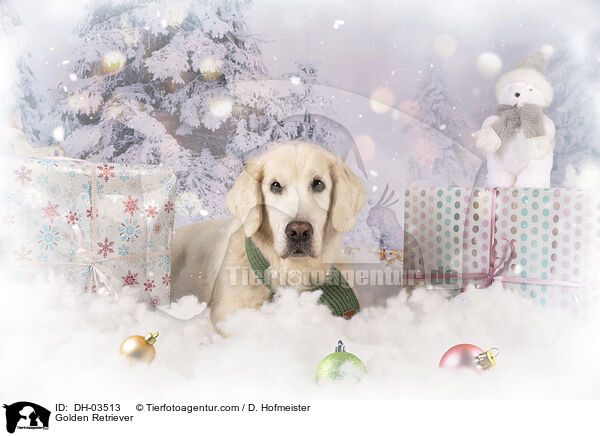 Golden Retriever / Golden Retriever / DH-03513