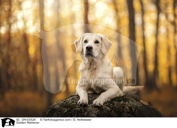 Golden Retriever / Golden Retriever / DH-03528