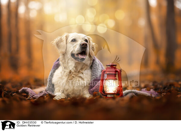 Golden Retriever / Golden Retriever / DH-03530