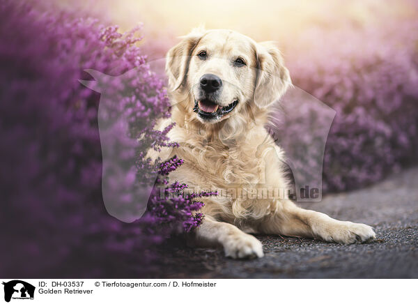 Golden Retriever / Golden Retriever / DH-03537