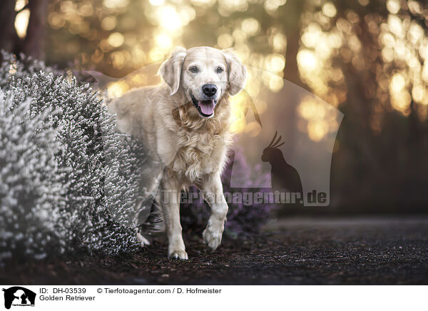 Golden Retriever / Golden Retriever / DH-03539
