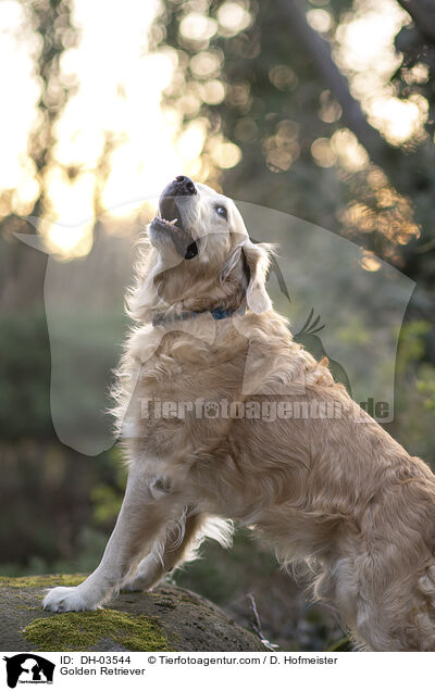 Golden Retriever / Golden Retriever / DH-03544