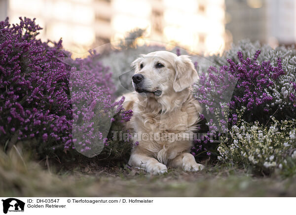 Golden Retriever / Golden Retriever / DH-03547