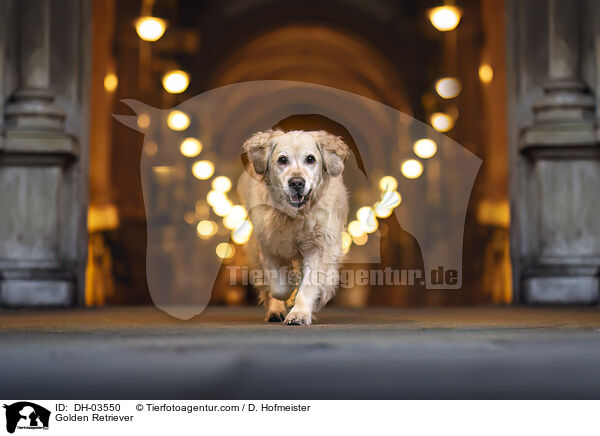 Golden Retriever / Golden Retriever / DH-03550