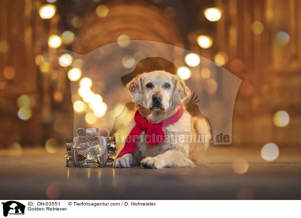 Golden Retriever / Golden Retriever / DH-03551