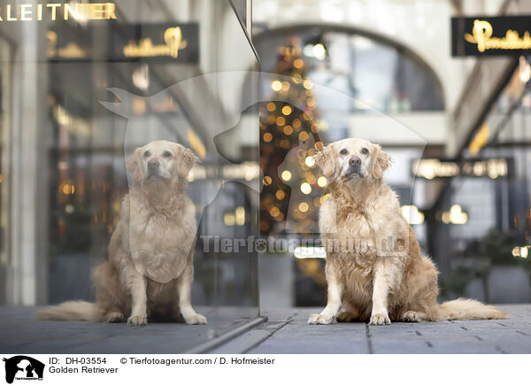 Golden Retriever / Golden Retriever / DH-03554