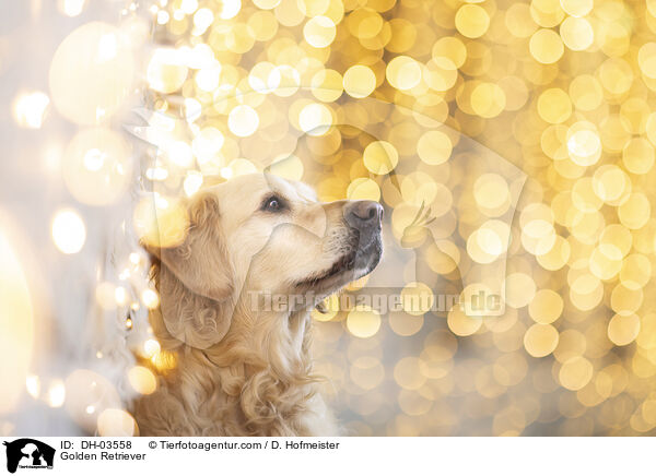 Golden Retriever / Golden Retriever / DH-03558