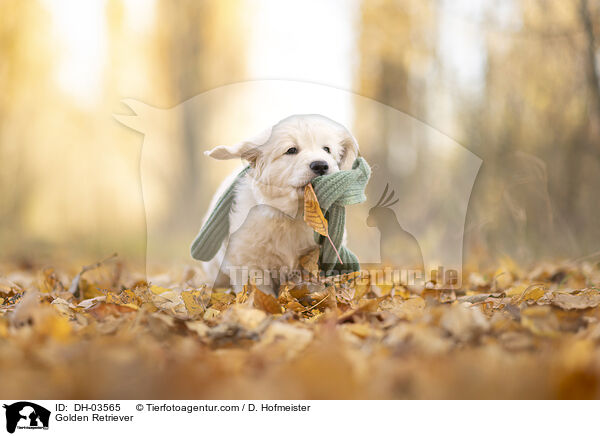 Golden Retriever / Golden Retriever / DH-03565