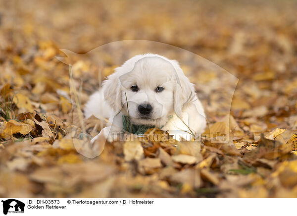 Golden Retriever / Golden Retriever / DH-03573