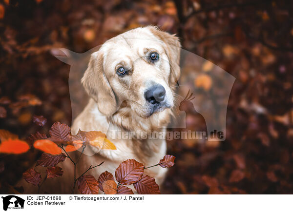 Golden Retriever / Golden Retriever / JEP-01698