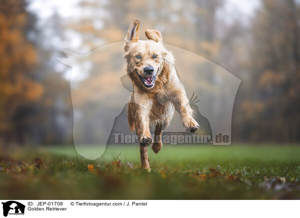 Golden Retriever / Golden Retriever / JEP-01708