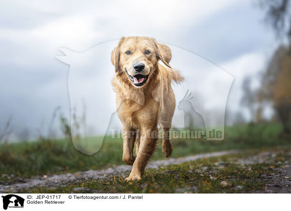 Golden Retriever / Golden Retriever / JEP-01717