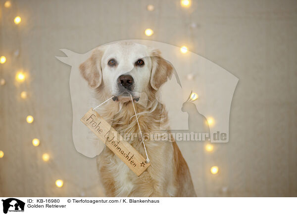 Golden Retriever / Golden Retriever / KB-16980