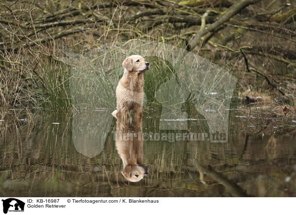 Golden Retriever / Golden Retriever / KB-16987