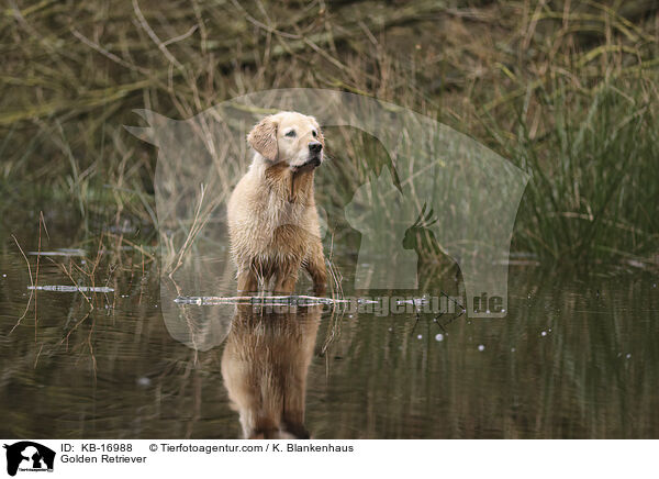 Golden Retriever / Golden Retriever / KB-16988
