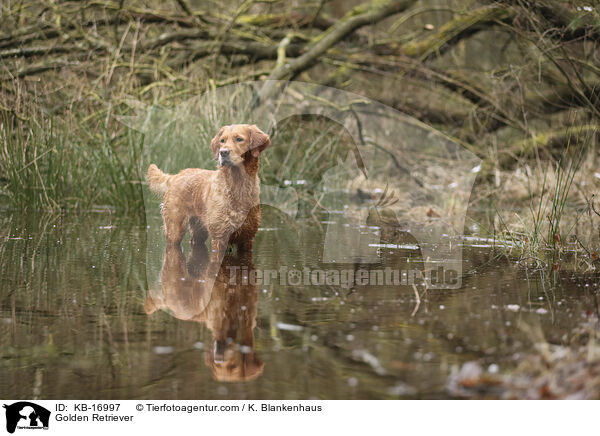 Golden Retriever / Golden Retriever / KB-16997