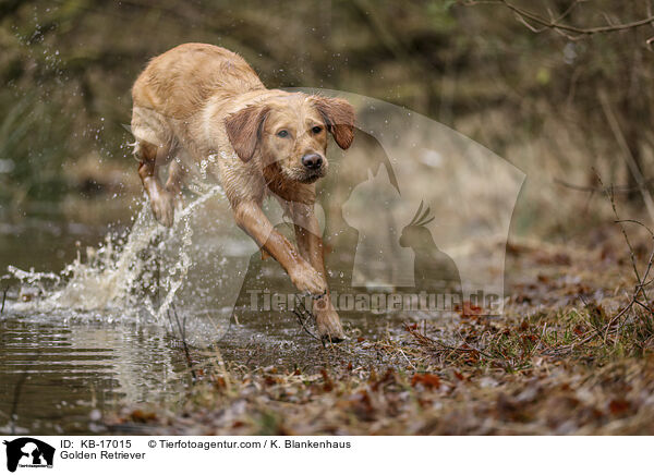 Golden Retriever / Golden Retriever / KB-17015