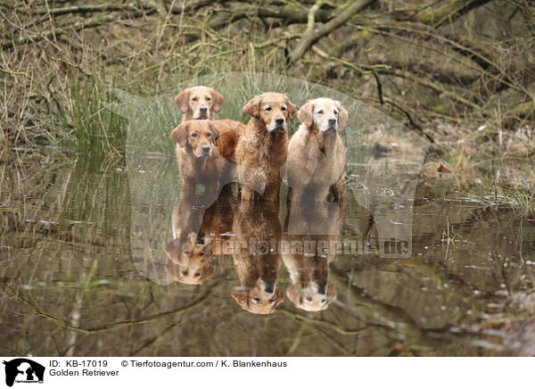 Golden Retriever / Golden Retriever / KB-17019