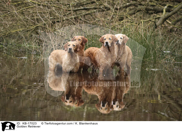 Golden Retriever / Golden Retriever / KB-17023
