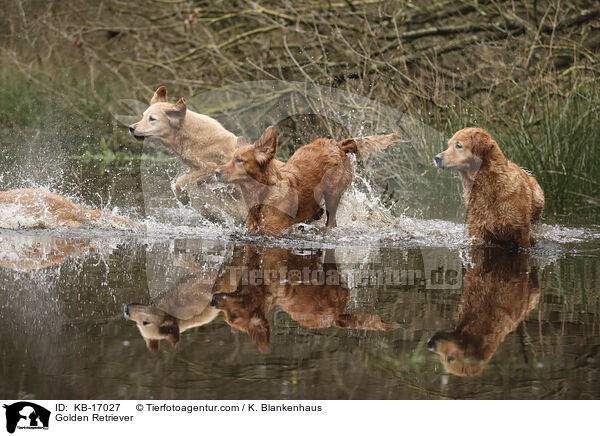 Golden Retriever / Golden Retriever / KB-17027