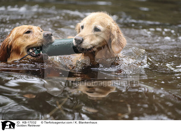 Golden Retriever / Golden Retriever / KB-17032