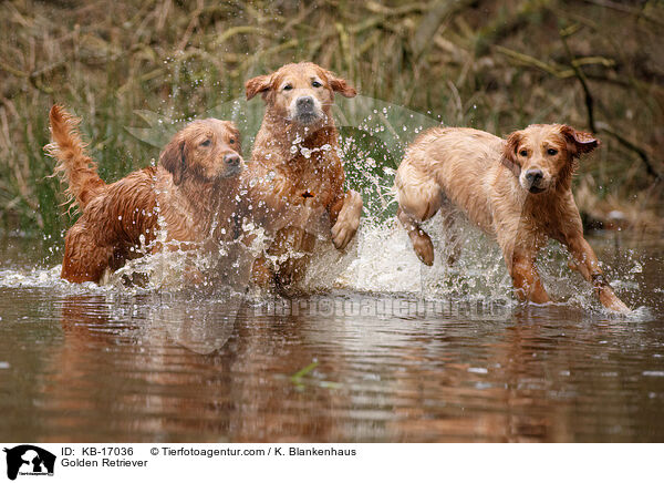 Golden Retriever / Golden Retriever / KB-17036