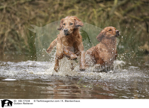 Golden Retriever / Golden Retriever / KB-17038