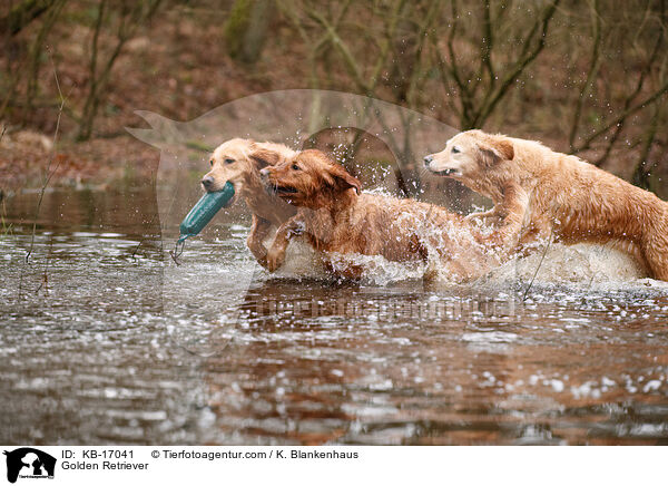 Golden Retriever / Golden Retriever / KB-17041