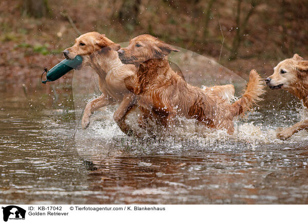 Golden Retriever / Golden Retriever / KB-17042