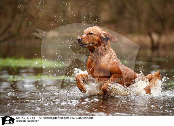 Golden Retriever / Golden Retriever / KB-17043