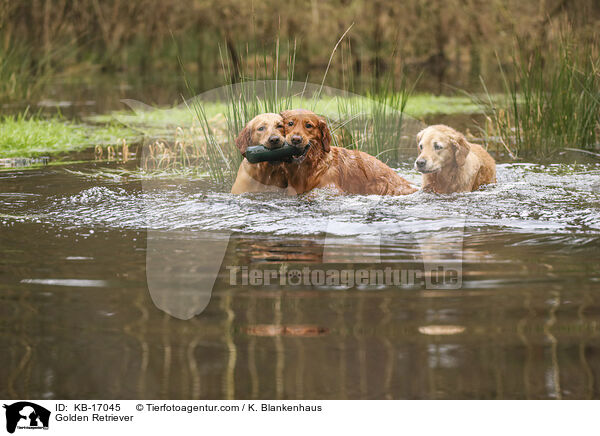 Golden Retriever / Golden Retriever / KB-17045