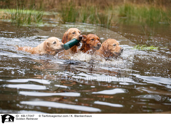 Golden Retriever / Golden Retriever / KB-17047