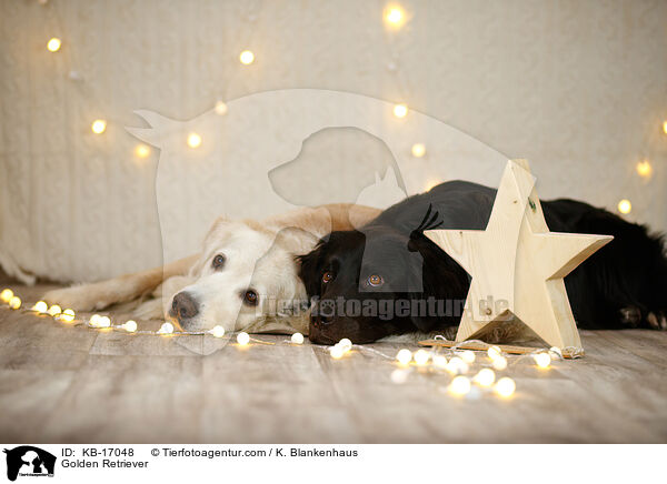 Golden Retriever / Golden Retriever / KB-17048