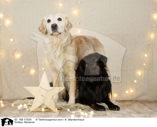 Golden Retriever / Golden Retriever / KB-17050