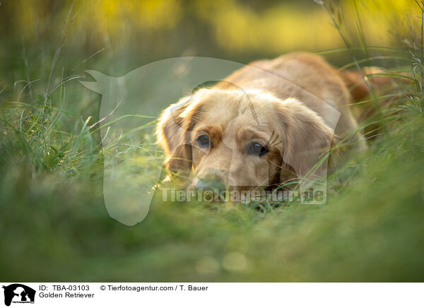 Golden Retriever / Golden Retriever / TBA-03103