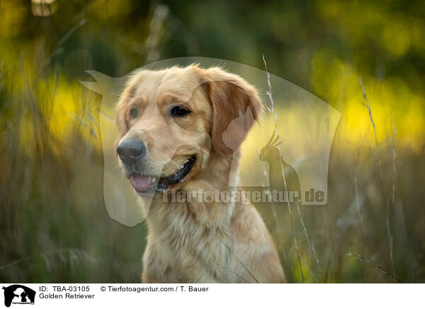 Golden Retriever / Golden Retriever / TBA-03105
