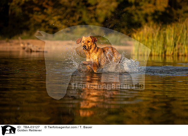 Golden Retriever / Golden Retriever / TBA-03127