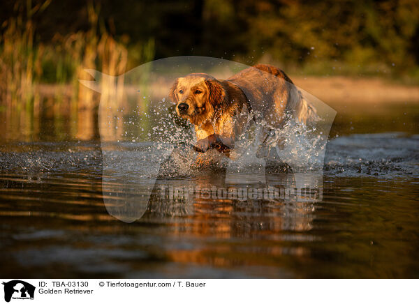 Golden Retriever / Golden Retriever / TBA-03130