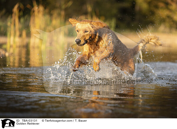 Golden Retriever / Golden Retriever / TBA-03131