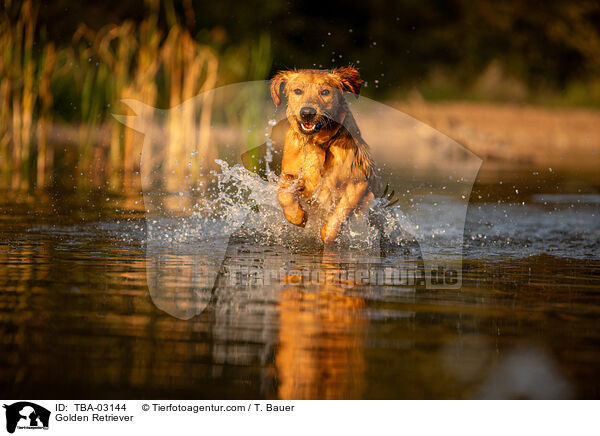 Golden Retriever / Golden Retriever / TBA-03144