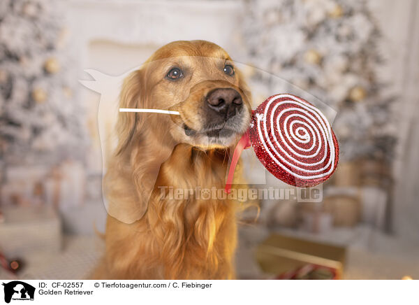 Golden Retriever / Golden Retriever / CF-02557