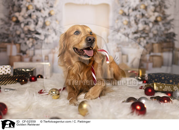 Golden Retriever / Golden Retriever / CF-02559