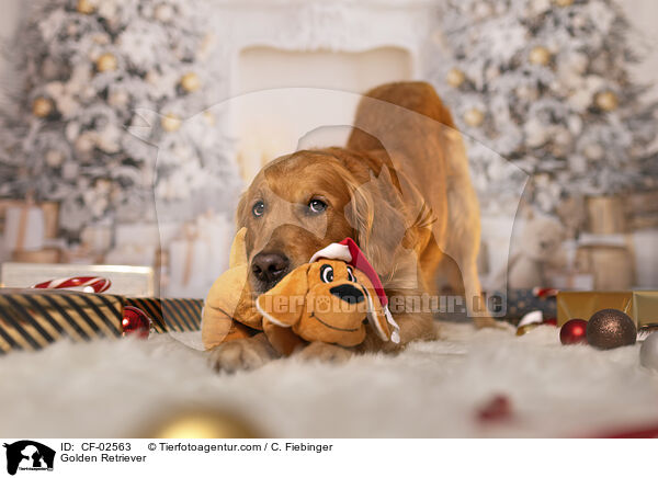 Golden Retriever / Golden Retriever / CF-02563