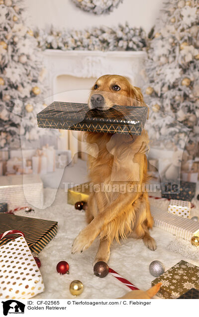 Golden Retriever / Golden Retriever / CF-02565