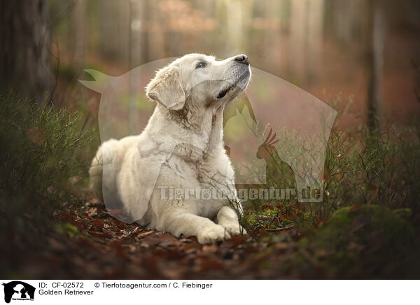 Golden Retriever / Golden Retriever / CF-02572