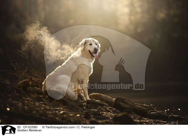 Golden Retriever / Golden Retriever / CF-02580