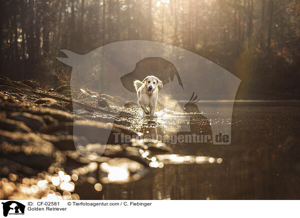 Golden Retriever / Golden Retriever / CF-02581