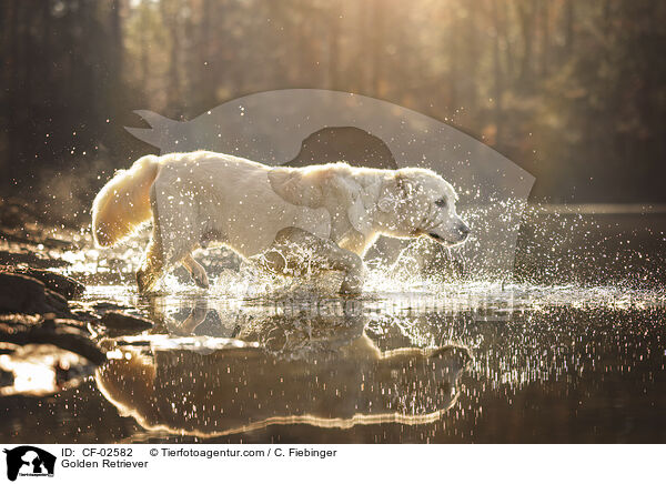 Golden Retriever / Golden Retriever / CF-02582