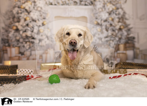 Golden Retriever / Golden Retriever / CF-02585