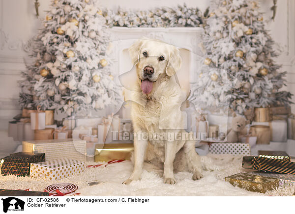 Golden Retriever / Golden Retriever / CF-02586